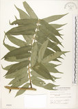中文名:觀音座蓮(P002420)學名:Angiopteris lygodiifolia Rosenst.(P002420)英文名:Vessel fern