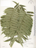 中文名:觀音座蓮(P002834)學名:Angiopteris lygodiifolia Rosenst.(P002834)英文名:Vessel fern