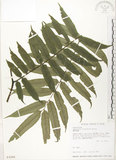 中文名:觀音座蓮(P003266)學名:Angiopteris lygodiifolia Rosenst.(P003266)英文名:Vessel fern