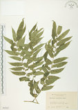 中文名:觀音座蓮(P005825)學名:Angiopteris lygodiifolia Rosenst.(P005825)英文名:Vessel fern