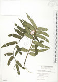 中文名:觀音座蓮(P006659)學名:Angiopteris lygodiifolia Rosenst.(P006659)英文名:Vessel fern