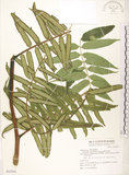 中文名:觀音座蓮(P007056)學名:Angiopteris lygodiifolia Rosenst.(P007056)英文名:Vessel fern