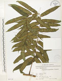 中文名:觀音座蓮(P007139)學名:Angiopteris lygodiifolia Rosenst.(P007139)英文名:Vessel fern
