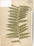 中文名:觀音座蓮(P007140)學名:Angiopteris lygodiifolia Rosenst.(P007140)英文名:Vessel fern