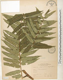 中文名:觀音座蓮(P007141)學名:Angiopteris lygodiifolia Rosenst.(P007141)英文名:Vessel fern