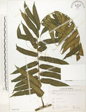 中文名:觀音座蓮(P007367)學名:Angiopteris lygodiifolia Rosenst.(P007367)英文名:Vessel fern