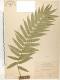中文名:觀音座蓮(P007425)學名:Angiopteris lygodiifolia Rosenst.(P007425)英文名:Vessel fern