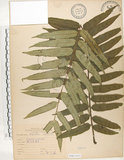 中文名:觀音座蓮(P007435)學名:Angiopteris lygodiifolia Rosenst.(P007435)英文名:Vessel fern