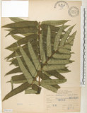 中文名:觀音座蓮(P007451)學名:Angiopteris lygodiifolia Rosenst.(P007451)英文名:Vessel fern
