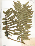 中文名:觀音座蓮(P008097)學名:Angiopteris lygodiifolia Rosenst.(P008097)英文名:Vessel fern
