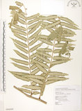 中文名:觀音座蓮(P008409)學名:Angiopteris lygodiifolia Rosenst.(P008409)英文名:Vessel fern