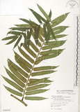 中文名:觀音座蓮(P008426)學名:Angiopteris lygodiifolia Rosenst.(P008426)英文名:Vessel fern