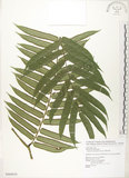 中文名:觀音座蓮(P009079)學名:Angiopteris lygodiifolia Rosenst.(P009079)英文名:Vessel fern