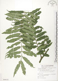 中文名:觀音座蓮(P009138)學名:Angiopteris lygodiifolia Rosenst.(P009138)英文名:Vessel fern