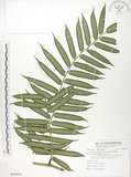 中文名:觀音座蓮(P009426)學名:Angiopteris lygodiifolia Rosenst.(P009426)英文名:Vessel fern