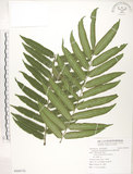 中文名:觀音座蓮(P009776)學名:Angiopteris lygodiifolia Rosenst.(P009776)英文名:Vessel fern
