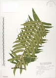 中文名:觀音座蓮(P009896)學名:Angiopteris lygodiifolia Rosenst.(P009896)英文名:Vessel fern