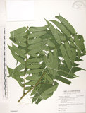 中文名:觀音座蓮(P009897)學名:Angiopteris lygodiifolia Rosenst.(P009897)英文名:Vessel fern