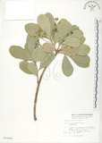 中文名:蘭嶼紫金牛(S010569)學名:Ardisia elliptica Thunb.(S010569)英文名:Ceylon Ardisia