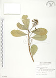中文名:蘭嶼紫金牛(S014492)學名:Ardisia elliptica Thunb.(S014492)英文名:Ceylon Ardisia