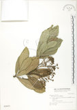 中文名:蘭嶼紫金牛(S028473)學名:Ardisia elliptica Thunb.(S028473)英文名:Ceylon Ardisia