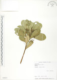 中文名:蘭嶼紫金牛(S030633)學名:Ardisia elliptica Thunb.(S030633)英文名:Ceylon Ardisia