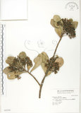 中文名:蘭嶼紫金牛(S035541)學名:Ardisia elliptica Thunb.(S035541)英文名:Ceylon Ardisia