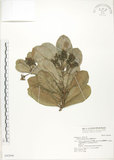 中文名:蘭嶼紫金牛(S042948)學名:Ardisia marginata Blume(S042948)