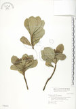 中文名:蘭嶼紫金牛(S046691)學名:Ardisia elliptica Thunb.(S046691)英文名:Ceylon Ardisia