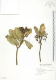 中文名:蘭嶼紫金牛(S046784)學名:Ardisia elliptica Thunb.(S046784)英文名:Ceylon Ardisia