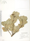 中文名:蘭嶼紫金牛(S048267)學名:Ardisia elliptica Thunb.(S048267)英文名:Ceylon Ardisia