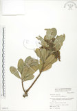 中文名:蘭嶼紫金牛(S050115)學名:Ardisia marginata Blume(S050115)