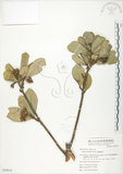 中文名:蘭嶼紫金牛(S050919)學名:Ardisia elliptica Thunb.(S050919)英文名:Ceylon Ardisia