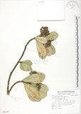 中文名:蘭嶼紫金牛(S085361)學名:Ardisia elliptica Thunb.(S085361)英文名:Ceylon Ardisia