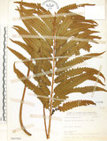 中文名:粗齒革葉紫萁(P007802)學名:Osmunda banksiifolia (Presl) Kuhn(P007802)