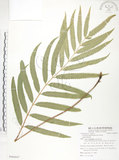 中文名:粗齒革葉紫萁(P008847)學名:Osmunda banksiifolia (Presl) Kuhn(P008847)