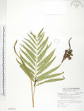 中文名:粗齒革葉紫萁(P009386)學名:Osmunda banksiifolia (Presl) Kuhn(P009386)