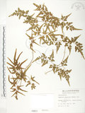 中文名:海金沙(P000811)學名:Lygodium japonicum (Thunb.) Sw.(P000811)英文名:Japanese climbing fern