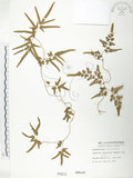 中文名:海金沙(P000812)學名:Lygodium japonicum (Thunb.) Sw.(P000812)英文名:Japanese climbing fern