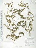 中文名:海金沙(P000815)學名:Lygodium japonicum (Thunb.) Sw.(P000815)英文名:Japanese climbing fern
