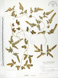 中文名:海金沙(P000816)學名:Lygodium japonicum (Thunb.) Sw.(P000816)英文名:Japanese climbing fern
