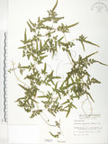 中文名:海金沙(P000817)學名:Lygodium japonicum (Thunb.) Sw.(P000817)英文名:Japanese climbing fern