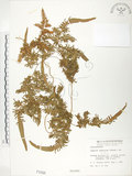 中文名:海金沙(P001098)學名:Lygodium japonicum (Thunb.) Sw.(P001098)英文名:Japanese climbing fern