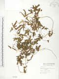 中文名:海金沙(P001179)學名:Lygodium japonicum (Thunb.) Sw.(P001179)英文名:Japanese climbing fern