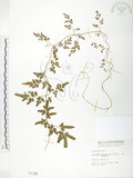 中文名:海金沙(P001180)學名:Lygodium japonicum (Thunb.) Sw.(P001180)英文名:Japanese climbing fern