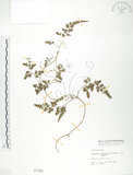 中文名:海金沙(P001181)學名:Lygodium japonicum (Thunb.) Sw.(P001181)英文名:Japanese climbing fern