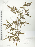 中文名:海金沙(P001182)學名:Lygodium japonicum (Thunb.) Sw.(P001182)英文名:Japanese climbing fern