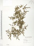 中文名:海金沙(P001183)學名:Lygodium japonicum (Thunb.) Sw.(P001183)英文名:Japanese climbing fern