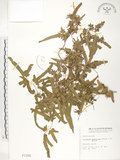 中文名:海金沙(P001184)學名:Lygodium japonicum (Thunb.) Sw.(P001184)英文名:Japanese climbing fern