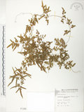 中文名:海金沙(P001185)學名:Lygodium japonicum (Thunb.) Sw.(P001185)英文名:Japanese climbing fern
